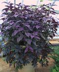 persian shield